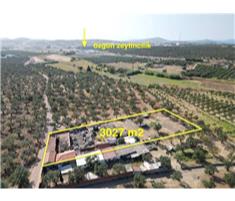Çiftlik Yapımına Uygun 3027 m² Satılık Zeytinlik